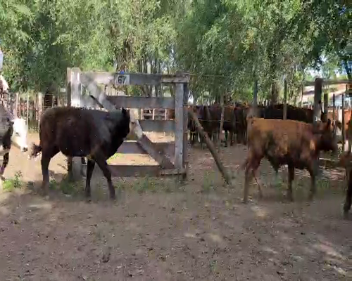 Lote 6 Terneros en Gral. Lamadrid, Buenos Aires