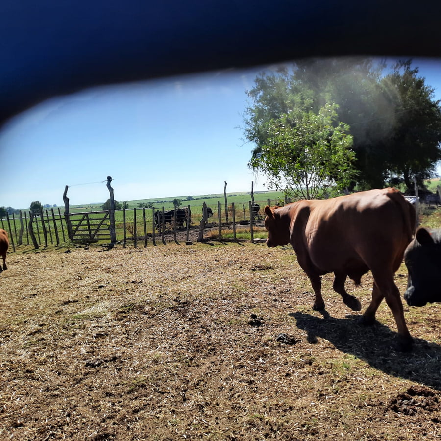 Lote Toros Angus Buen Origen