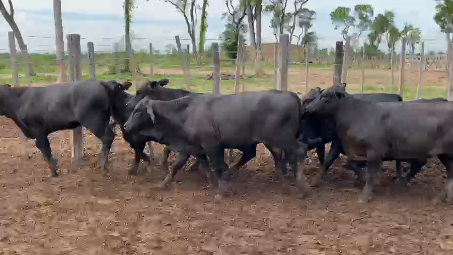 Lote 75 Vaquillonas en Palo Santo, Formosa