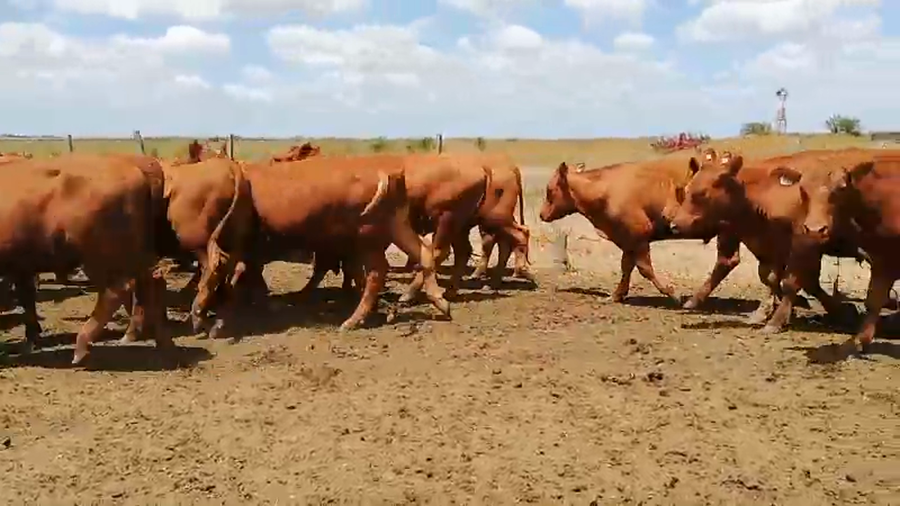 Lote 320 Novillitos en Villaguay, Entre Ríos