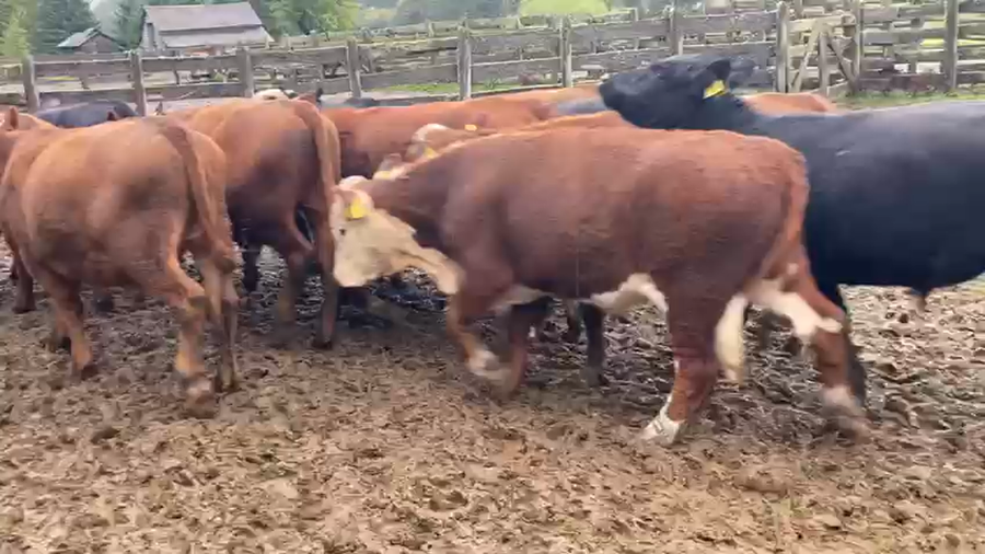 Lote 44 Novillo Engorda en Coyhaique, XI Región Aysén