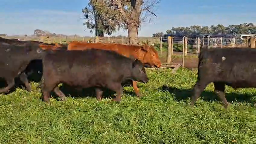 Lote 60 Novillitos