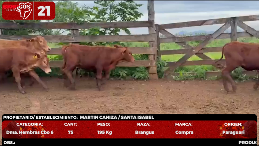 Lote LOTE 21 - POR PANTALLA