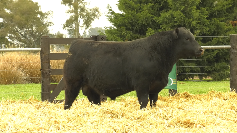 Lote TOROS A. ANGUS PURO PEDIGREE
