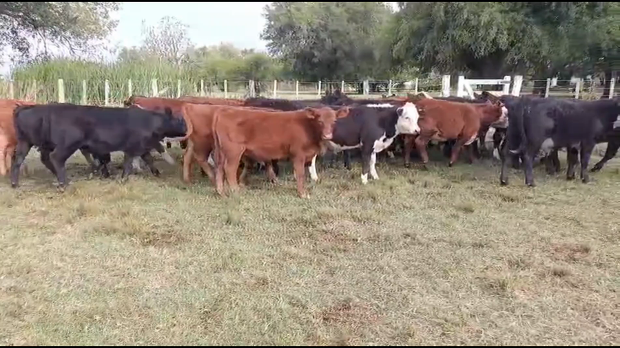 Lote 50 Terneros