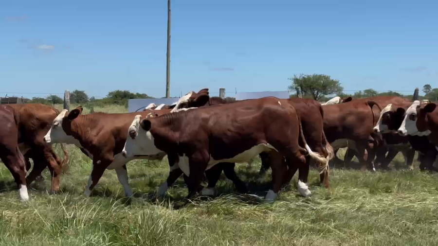 Lote 320 Novillitos