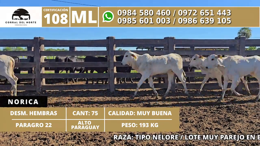 Lote 75 Desmamantes hembras a remate en 1ra Feria Especial Monte del Chaco 193kg -  en Carmelo Peralta los de Norica  Puerto Sastre los de Ygua Pora
