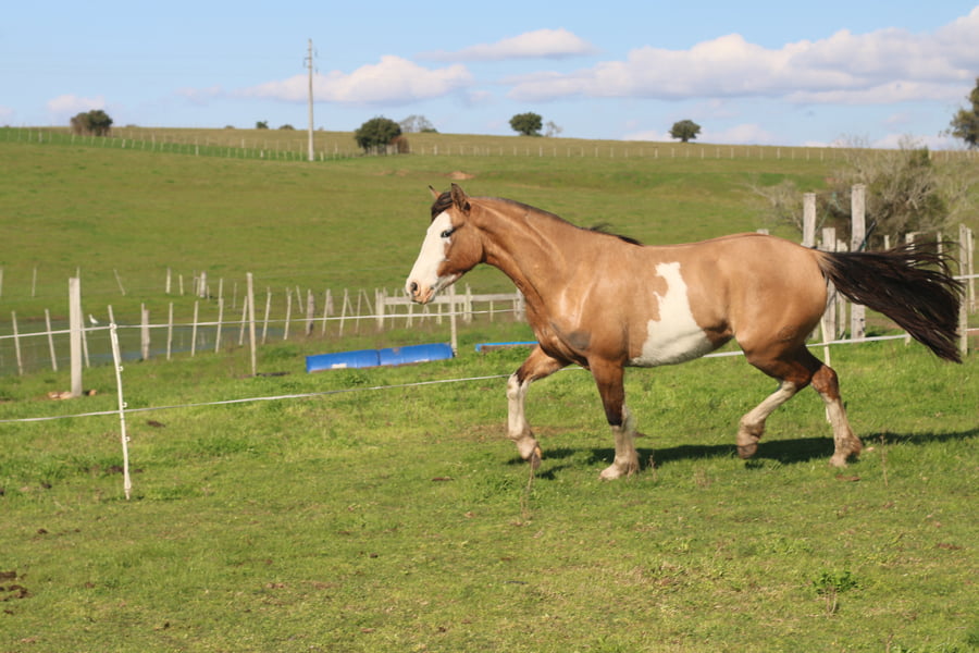 Lote LLAMARADA DEL CONVENTOS