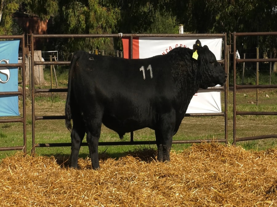 Lote TOROS ANGUS NEGROS PC