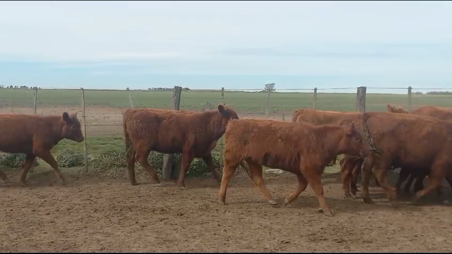 Lote 70 Terneras en Huanguelen, Buenos Aires