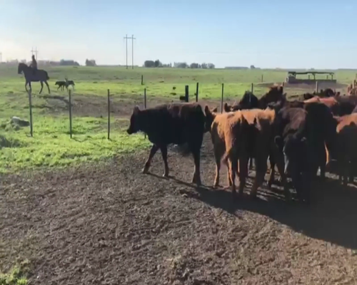 Lote 51 TERNS. HEMBRAS, URDAMPILLETA, PCIA. DE BS. AS.