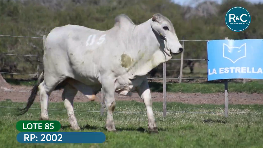 Lote Brahman