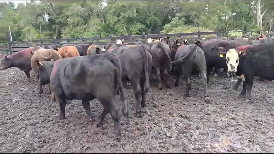 Lote 55 Vaquilla Engorda en Osorno, X Región Los Lagos