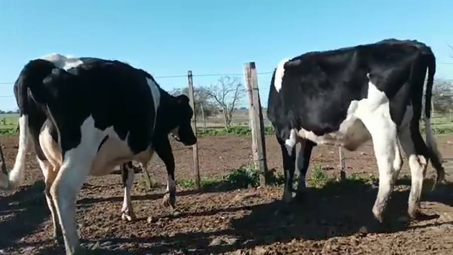 Lote (Vendido)2 Vaquillonas 1 a 2 años HOLANDO a remate en 5to remate por pantalla ENTRE MARTILLOS, San José