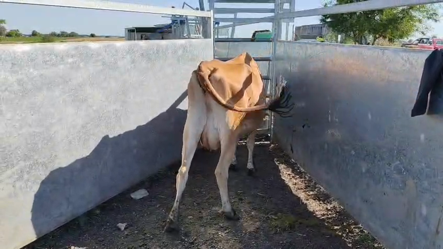 Lote Vacas de Invernada 400kg - , San José