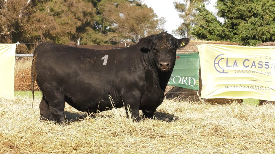 Lote TOROS ANGUS PURO CONTROLADO