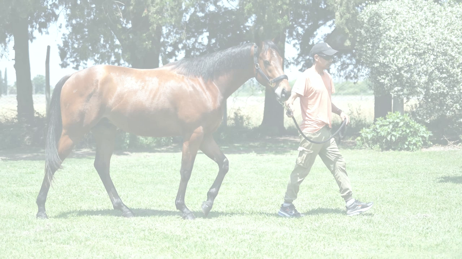 Lote ENTMASCARADO (FULL MAST -  ENTIDAD)