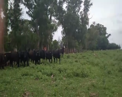 Lote 35 Vacas Angus para Invernada de 380/400 Kg, en Gorchs , PBA.-