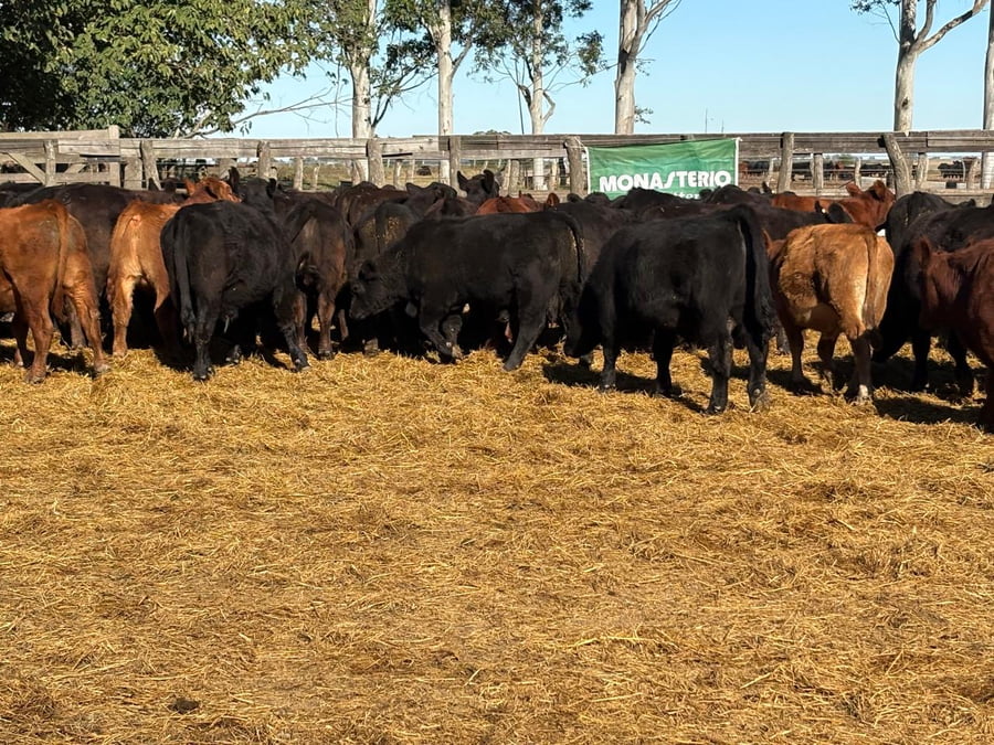 Lote 82 Novillitos en San Salvador - ER