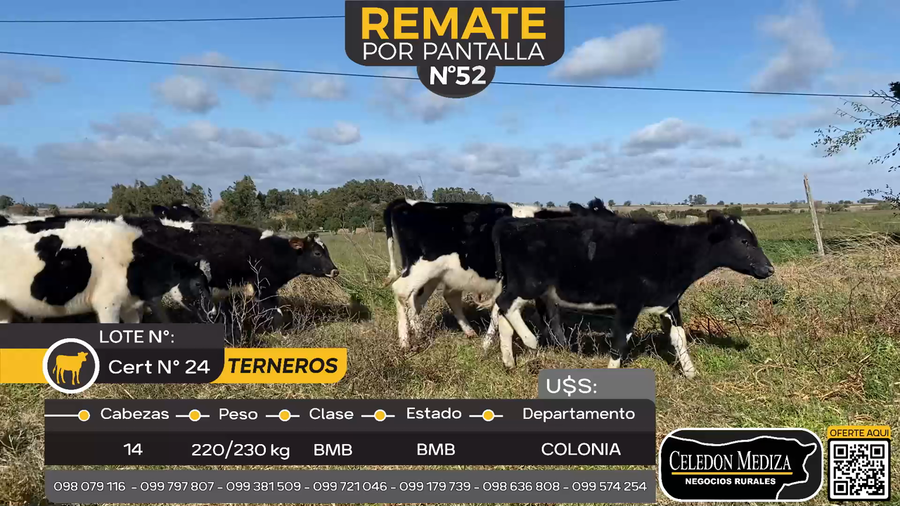 Lote 14 Terneros en La Horqueta, Colonia