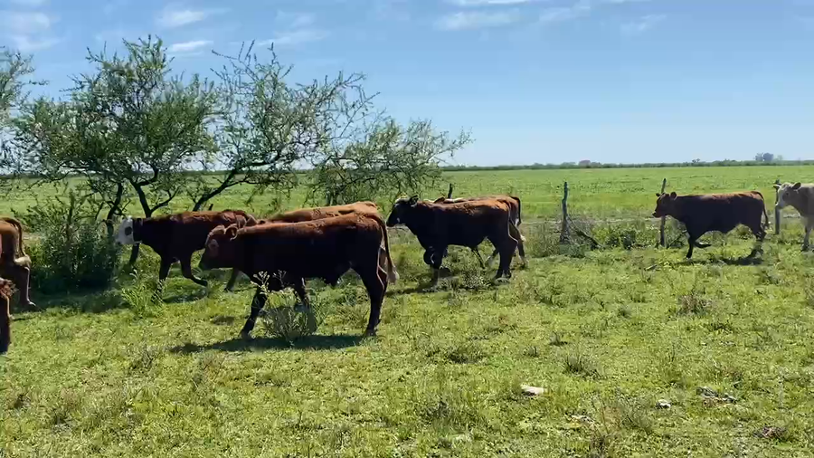 Lote 70 Terneros en Sauce, Corrientes