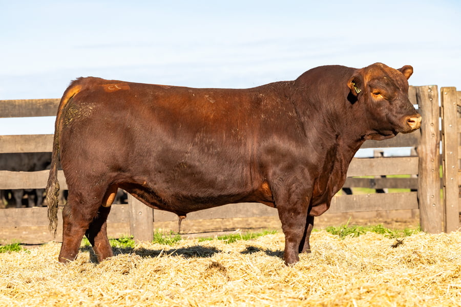 Lote Toro PC