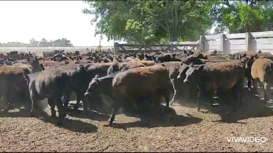 Lote 108 Terneros en Verónica, Buenos Aires