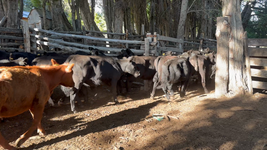 Lote 31 Vaquilla Engorda en XI Región Aysén, Coyhaique