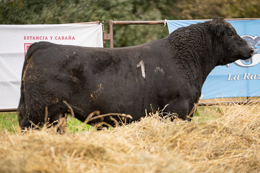 Lote TOROS ANGUS NEGROS  PC