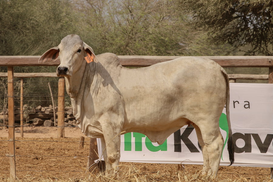 Lote LOTE 48