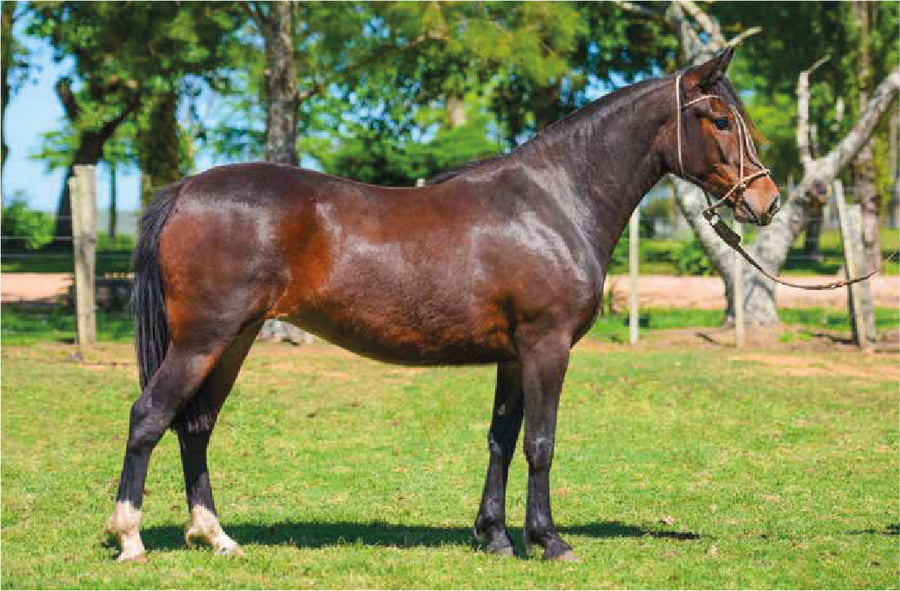 Lote El Gavilán Pacífica Ovejita (RP 484) Cabaña "El Gavilán"