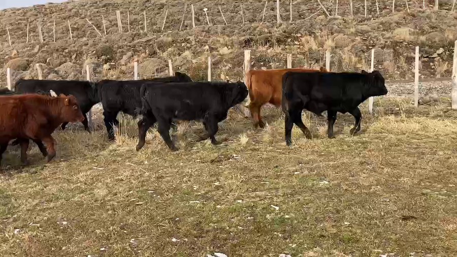 Lote 81 Ternero en Coyhaique, XI Región Aysén