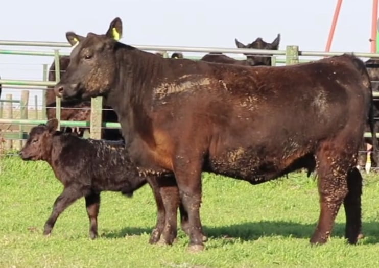 Lote VAQUILLONAS CON CRIA SANTA ROSA