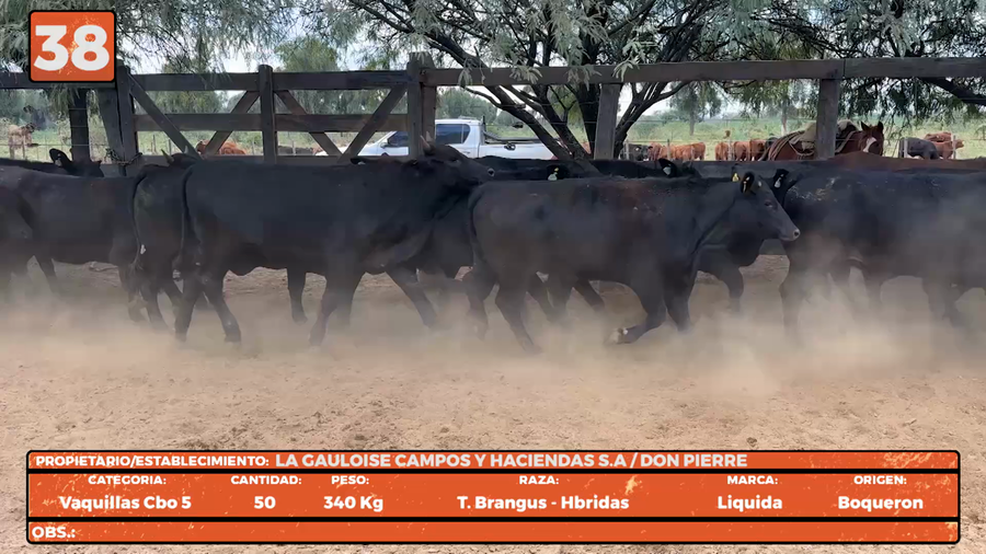 Lote LOTE 38