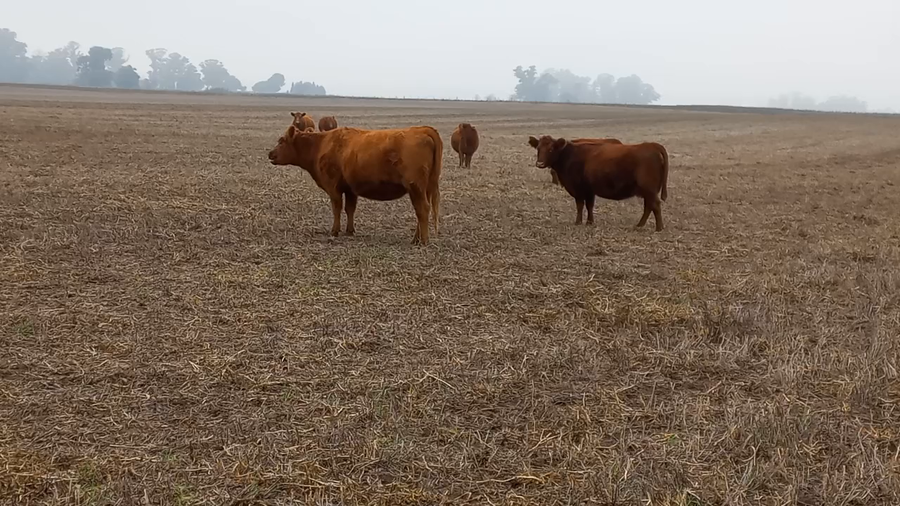 Lote 25 Vaquillonas C/ cria en Daireaux