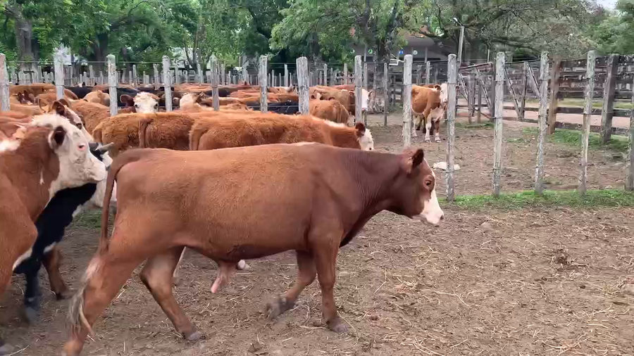 Lote 60 Novillos 1 a 2 años en Melo, Cerro Largo