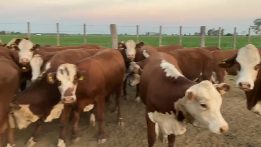 Lote 106 Vaquillonas P/ entorar en Santo Tomé, Santa Fe