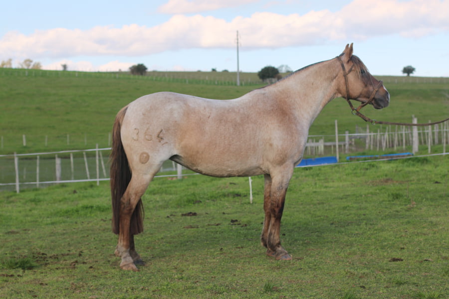 Lote ESPUELA DE FRAILE MUERTO
