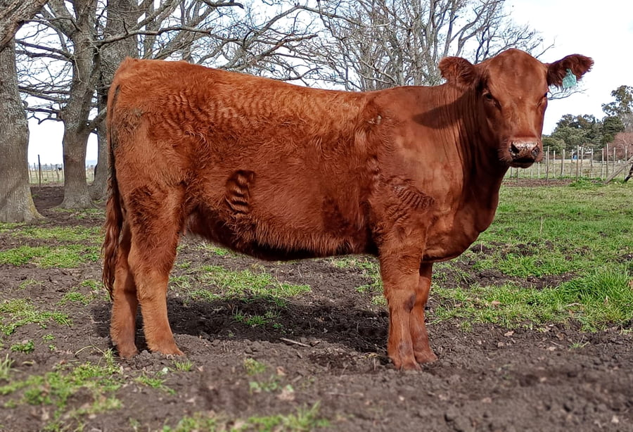 Lote VAQUILLONA PURA DE PEDIGREE