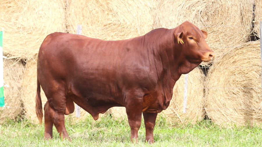 Lote LOTE 81