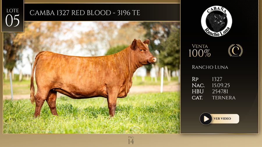 Lote CAMBA 1327 RED BLOOD - 3196 TE