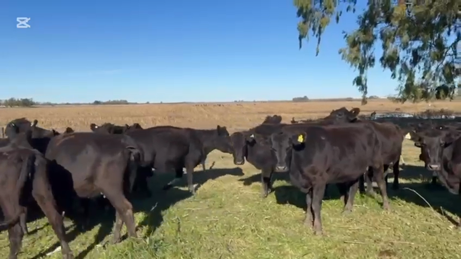 Lote 29 Vacas nuevas C/ gtia de preñez en Bragado