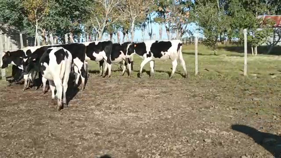 Lote 7 Terneros HOLANDO a remate en 4to remate ENTRE MARTILLOS 194kg - , San José