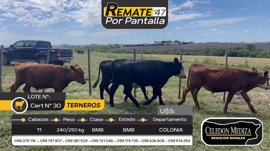 Lote 11 Terneros en Palo Solo , Colonia