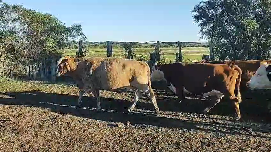 Lote 45 Vacas nuevas C/ gtia de preñez en Corrientes, Perugorría