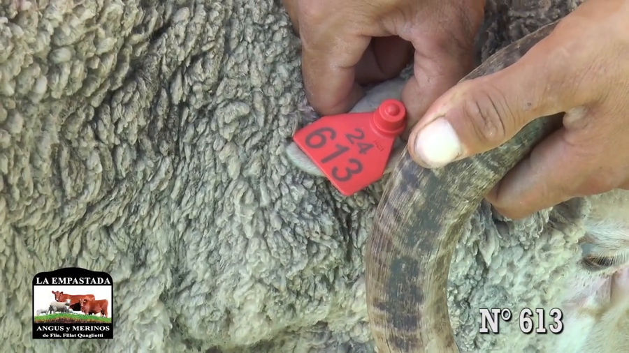 Lote CARNEROS MERINO AUSTRALIANO