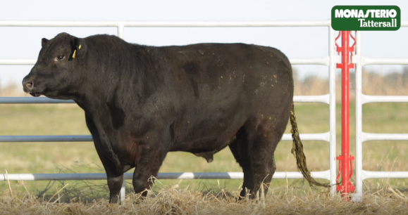 Lote TOROS GENERALES, CONTROLADOS Y REGISTRADOS
