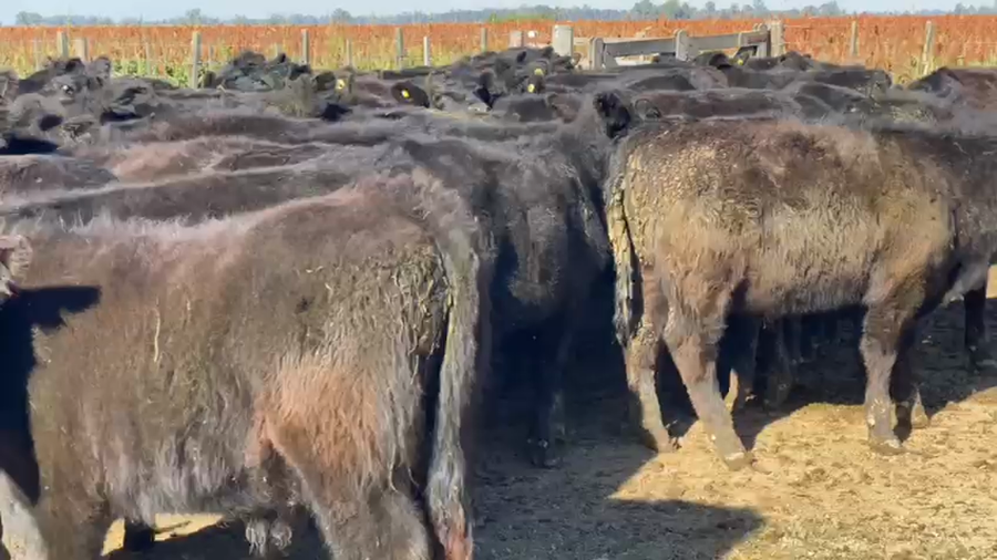 Lote 90 Terneros en Lobos, Buenos Aires