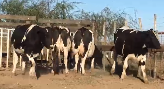 Lote 4 Vaquillonas en Las Rosas, Santa Fe