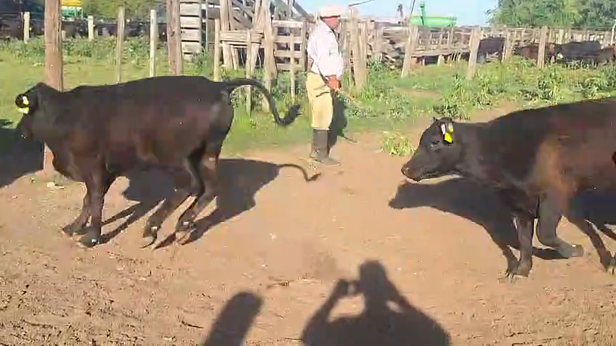 Lote 21 Terneros/as